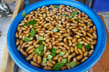 Red palm weevil in water