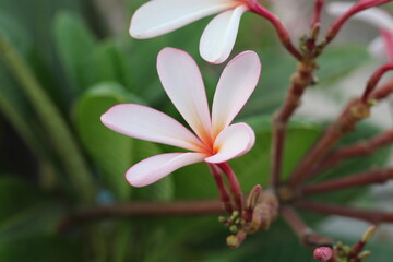 Plumeria, known as frangipani, is a genus of flowering plants in the subfamily Rauvolfioideae, of the family Apocynaceae.