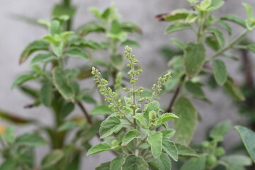 Ocimum tenuiflorum, commonly known as holy basil, tulsi or tulasi, is an aromatic perennial plant in the family Lamiaceae. - obrazy, fototapety, plakaty