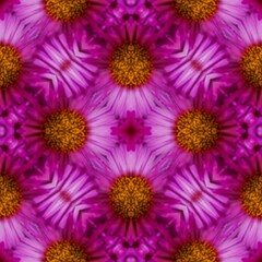 Obraz premium chrysanthemum flowers