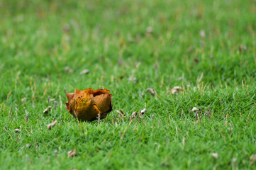 minimalist photography, simple tropical coconut tree element