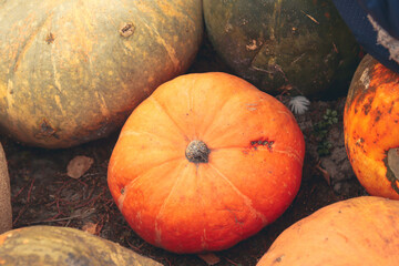 Defocus abstract Textured Background of a Pumpkin. The background image that is grey, the colors of the autumn. Autumn art. Vintage. Pumpkin tail. Cozy fall. Copy space. Out of focus