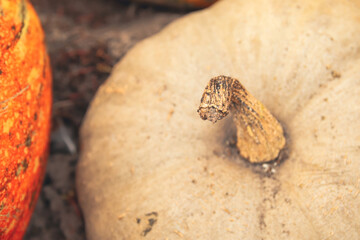 Defocus abstract Textured Background of a Pumpkin. The background image that is grey, the colors of the autumn leaves are perfect. Autumn art. Vintage. Pumpkin tail. Out of focus