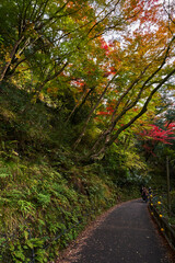 Fototapeta na wymiar Autumn Leaves In a Mountain In Japan