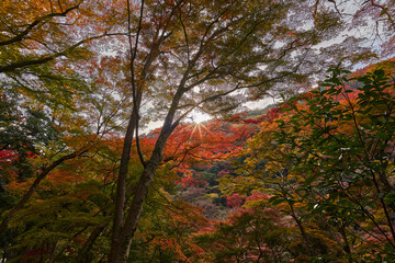 Mino Park in Autumn