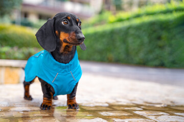 A charming dachshund puppy stands in a puddle on the sidewalk in a blue raincoat against the background of a green hedge of the park. Waterproof dog clothes for walking in wet rainy weather
