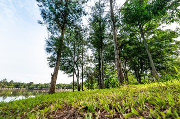 Green grass and trees beside Huay Tueng Thao Lake in the morning