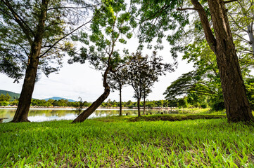 Green grass and trees beside Huay Tueng Thao Lake in the morning