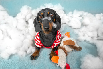 Dachshund puppy has torn up a soft toy and is sitting in a pile of sintepon, filler and looks at the camera with an innocent look. Poorly trained trained dog stayed at home alone and destroyed toys