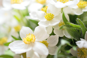 wild white anemones. macro, selective focus, joyful bright morning photo of beautiful fresh flowers