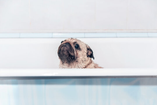 a wet pug peeks out from behind a home bath