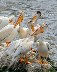 A flock of American white pelicans are floating in water, and fishing