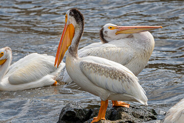 Close-up of an American white pelican	