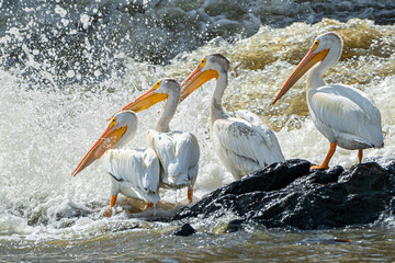 A flock of American white pelicans are floating in water, and fishing - Powered by Adobe