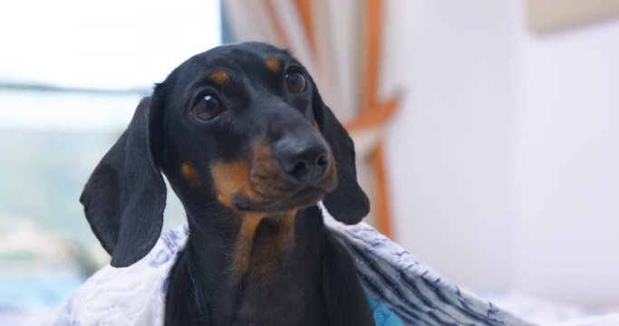 Adorable dachshund puppy has just woken up, sitting under a blanket in the bedroom and barking, begging for breakfast or attracting the attention of the owner, close up