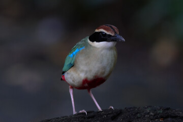 A beautiful colorful bird perched on a moss log in the morning sunlight. Fairy pitta.