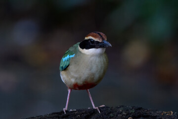 A beautiful colorful bird perched on a moss log in the morning sunlight. Fairy pitta.