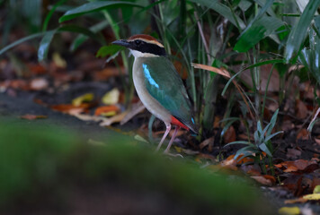 A beautiful colorful bird perched on a moss log in the morning sunlight. Fairy pitta.