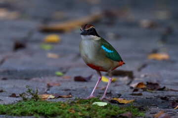 A beautiful colorful bird perched on a moss log in the morning sunlight. Fairy pitta.