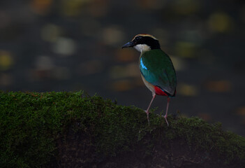 A beautiful colorful bird perched on a moss log in the morning sunlight. Fairy pitta.