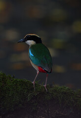 A beautiful colorful bird perched on a moss log in the morning sunlight. Fairy pitta.