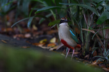 A beautiful colorful bird perched on a moss log in the morning sunlight. Fairy pitta.