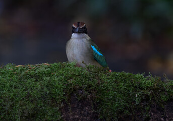 A beautiful colorful bird perched on a moss log in the morning sunlight. Fairy pitta.