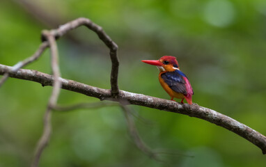 Oriental Dwarf Kingfisher (Ceyx erithaca) sticking to branches for food.