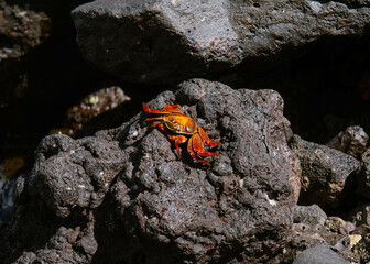 Sally Lightfoot Crab on a rock, galapagos, Santa Cruz