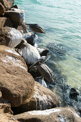 Two Brown pelican on a rock, Pelicanos, Santa Cruz island, Galapagos, Ecuador