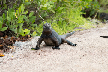 Iguana, Galapagos, Marine iguana , booby, Sula nebouxii and Amblyrhynchus cristatus, on Santa Cruz Island, Galapagos, Ecuador, South America