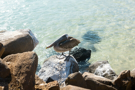 Brown pelican on a rock, Pelicanos, Santa Cruz island, Galapagos, Ecuador
