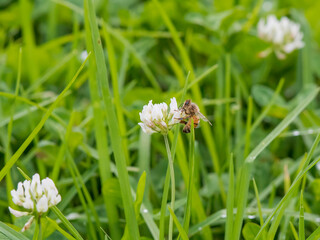 Honey bee pollinating the clover