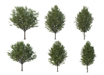 Fototapeta premium Autumn tree on a white background