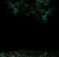 Fototapeta na wymiar Tropical forest foliage plants bushes dark night