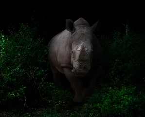 Rolgordijnen white rhinoceros  in the dark forest © anankkml