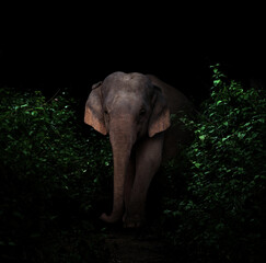 Obraz premium asia elephant in the dark forest