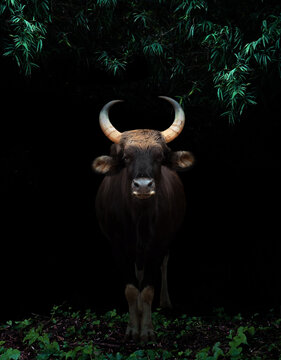 gaur standing in the dark forest