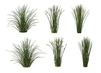 Flowers and plants on a white background