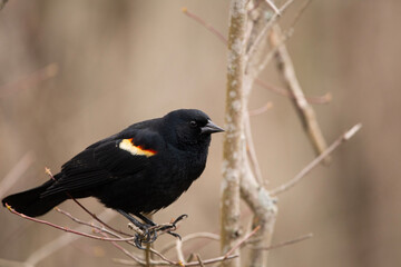 Red-winged blackbird on a branch