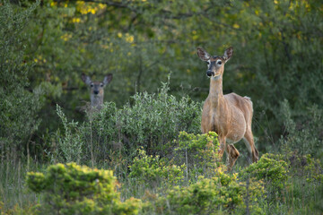 Two deer in a field