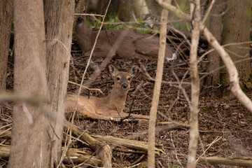 der family bedding in forest