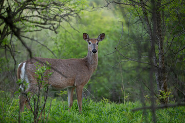 white tail deer in forest opening