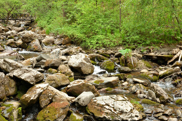 A stormy stream of a mountain stream bending around large stones flows through the morning forest...