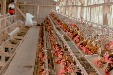 Eggs chicken farm, Chickens in battery cages laying eggs
