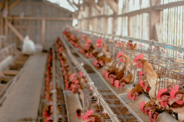 Fototapeta na wymiar Eggs chicken farm, Chickens in battery cages laying eggs