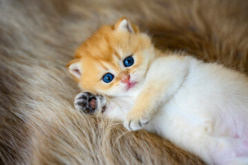 kitten lies supine on a brown woolen carpet. Innocent looking kitten. British Shorthair, purebred...