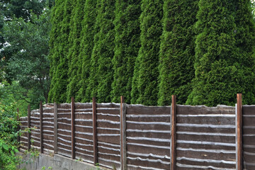 A brown wooden fence with tall arborvitae growing behind it.