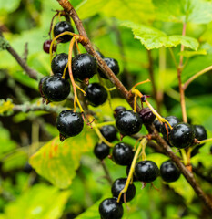 Berries of black currant.
Branch with ripe fruits of black currant. These berries are used in alternative medicine and as a health food.
Currant, Black currant, Ribes nigrum, Fruit, Berries, Food, Bun