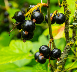 Berries of black currant.
Branch with ripe fruits of black currant. These berries are used in alternative medicine and as a health food.
Currant, Black currant, Ribes nigrum, Fruit, Berries, Food, Bun